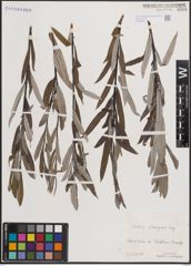 Foto von Salix eleagnos Scop.